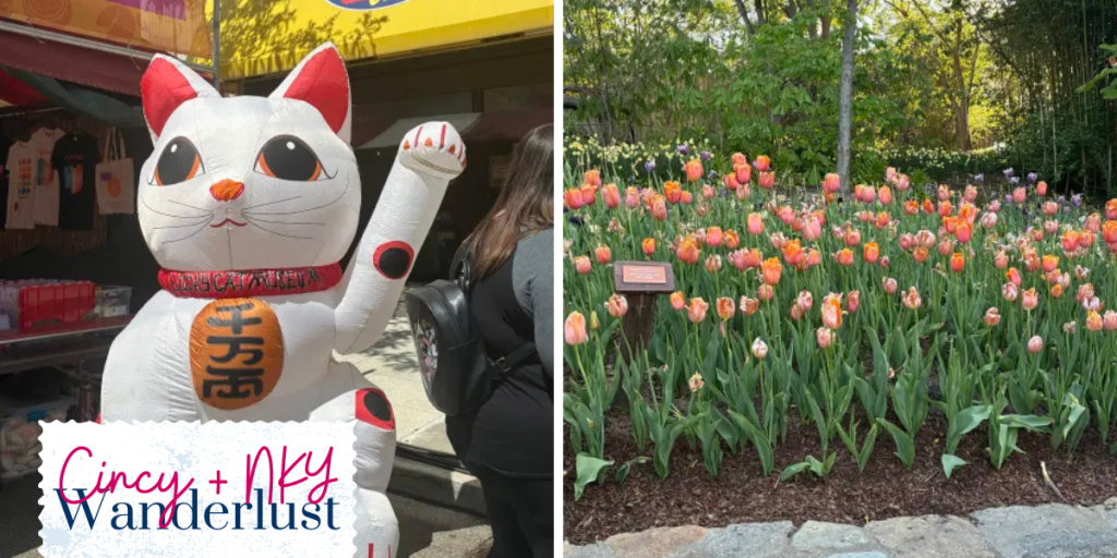 Picture showing a side by side of Asian Food Fest and Tunes and Blooms for the Festivals in Cincinnati article