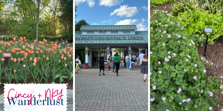 Tunes & Blooms at the Cincinnati Zoo – Cincinnati, OH: The Free Spring Night Out You Need on Your Calendar
